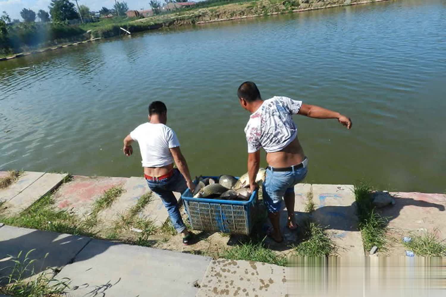 放回锅时, 鱼的